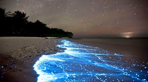 Bioluminescent Bays